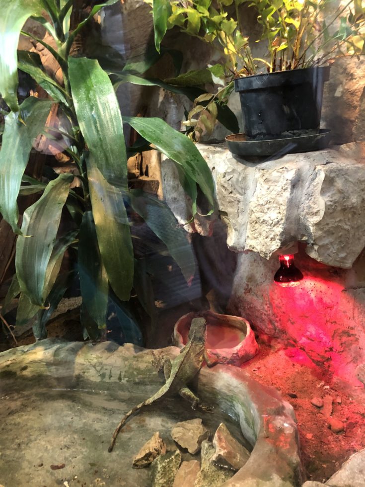 Na fotografii jaszczurka wychodząca z wody w terrarium.