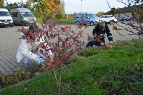 Na zdjęciu uczniowie, chłopak i dziewczyna kucają przy roślinach podczas czynności porządkowych, odchwaszczają rośliny.