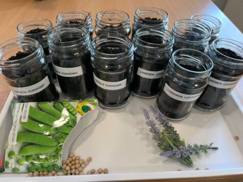 Na zdjęciu na białej tacce na stole stoją słoiki z ziemią podpisane groszek i lawenda obok leżąstrączki groszku zielonego i nasiona groszku oraz gałązki lawendy.