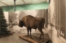 Więcej o: WYCIECZKA DO MUZEUM ZAMKOWEGO W PSZCZYNIE