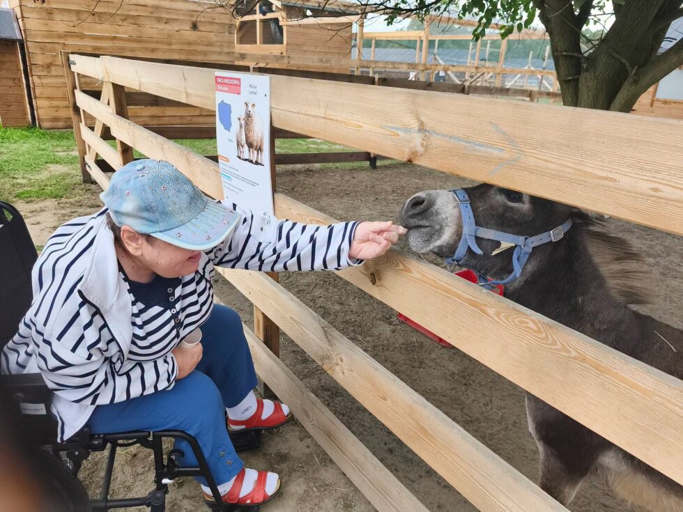 Na zdjęciu kobieta w czapce z daszkiem siedzi na wózku inwalidzkim. Lewą ręką przez płot karmi osiołka.